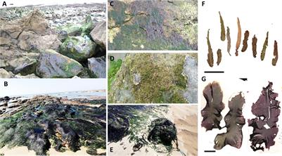 Biogeographic Population Structure of Chimeric Blades of Porphyra in the Northeast Atlantic Reveals Southern Rich Gene Pools, Introgression and Cryptic Plasticity